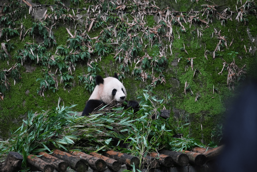 See the unseen – ฉงชิ่ง อู่หลง ต้าจู – เที่ยวรอบๆ เมืองฉงชิ่ง&nbsp;ep.4